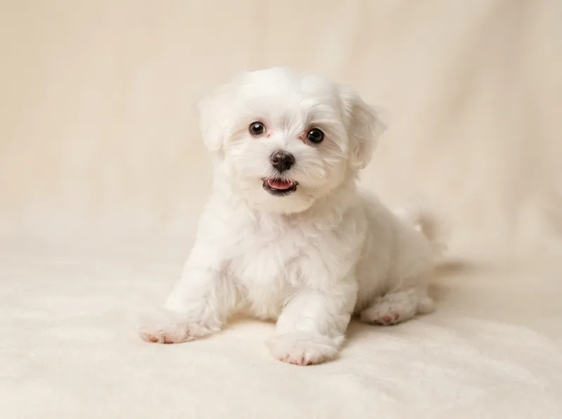 Playful pure white Maltese puppy in a puppy cut, for sale in Singapore