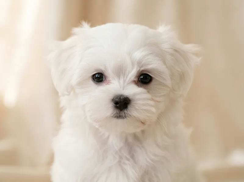 Close portrait of a pure white Maltese puppy with clean eyes, for sale in Singapore